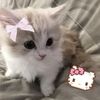 kitty_meow253