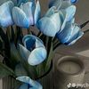 isaac_newtons_wife