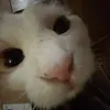 .aniiikaa