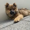 uhmnia_eurasier