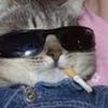 thekittenator