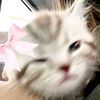 syaaa_0052