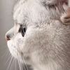 pets_cute3070
