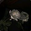 dahlia_azalea