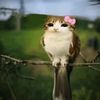 meowldiminaraelmundo
