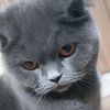 misa.cat3