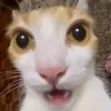 loxpik0