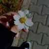 batoul.hasan0