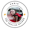 ERNIE THE ENGLISH BULLDOG 🐶