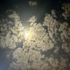 mann_arr55