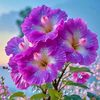 joba_231