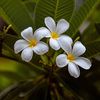 flowerof11