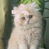 fofaatt5
