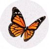carol_26b