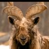 isimarkhor181