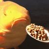 hungry.fish.2