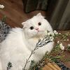 ca_qalesyaa