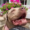 cortana.thebully