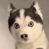tepcaoomet6.9