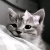 itznotmeq1