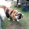 shahmie33