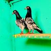 kabootar_bazi_pigeons