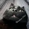 blackcat.3763
