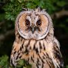 birdwatchershub