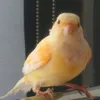 .l.c361