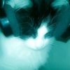 killercat_11