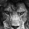ldleon87