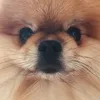 oskar.the.pom