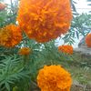 mayaman367