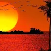 الشاعر العربي