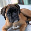 dinothepuppyy