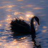 waterfowlswan