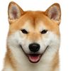 yangshabi