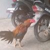 judysuyanto