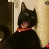 lyliedovie
