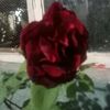 amartlemcen1