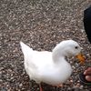 bebek_terbang333