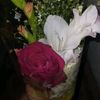 mdjoy4261