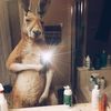 kangaroo656