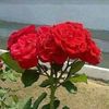 habibullahbaloch115