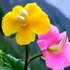 lovely.syad