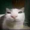 amogus_142376088