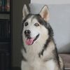 siberianmax_9