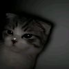 kavish_1402