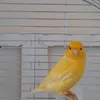 moderatorpdposiroor