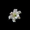 nayrouz_essam15